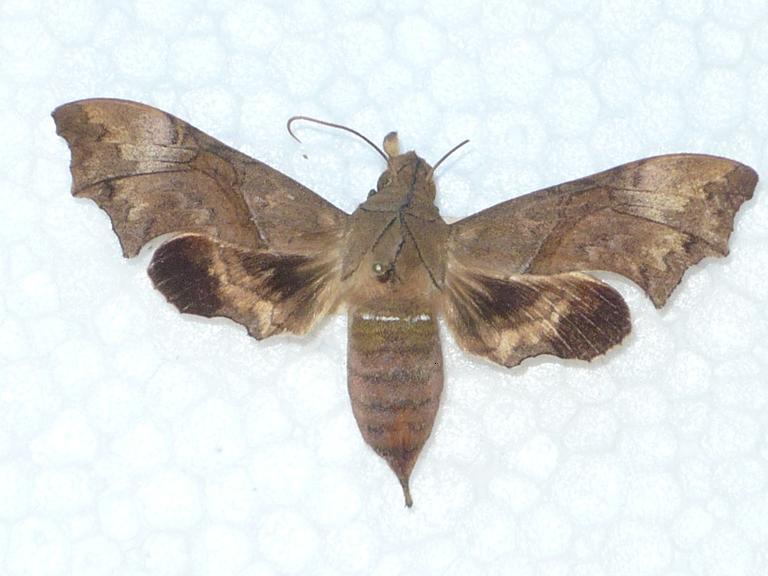 FIGURE 2b FIGURE 2b